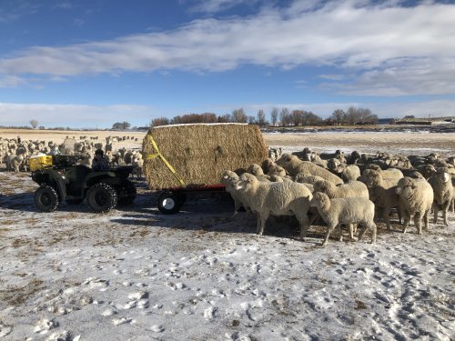Wagon Feeding Sheep