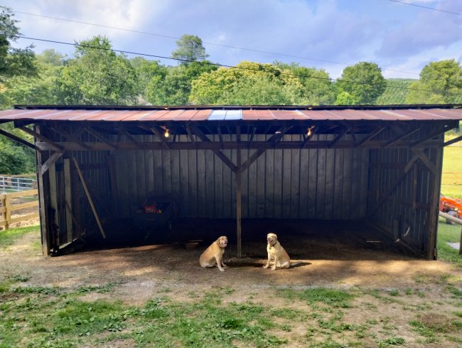 run in before horse stalls